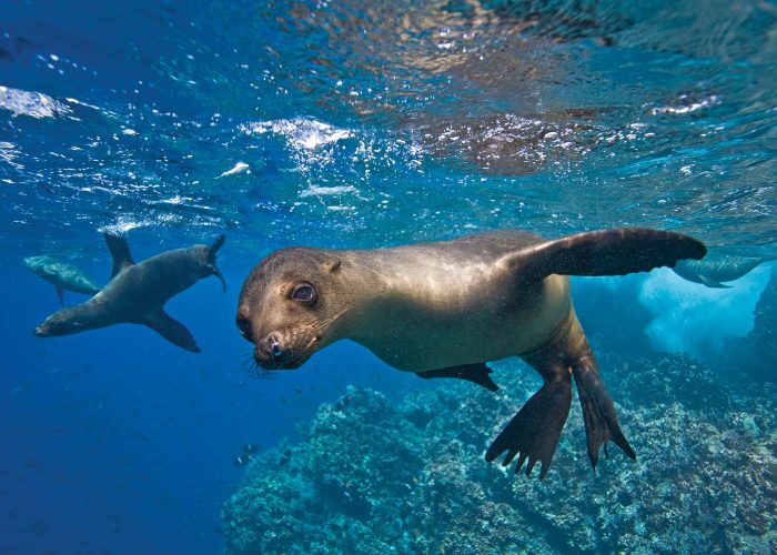 Snorkel-Galapagos-7